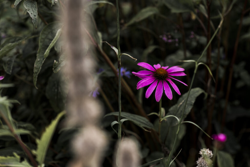Blomsterrabatt vid Tjölöholms slott i Kungsbacka.