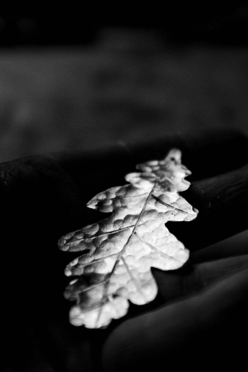 Oak Leaf Earrings "Skogsek" – 925 Silver - Image 11