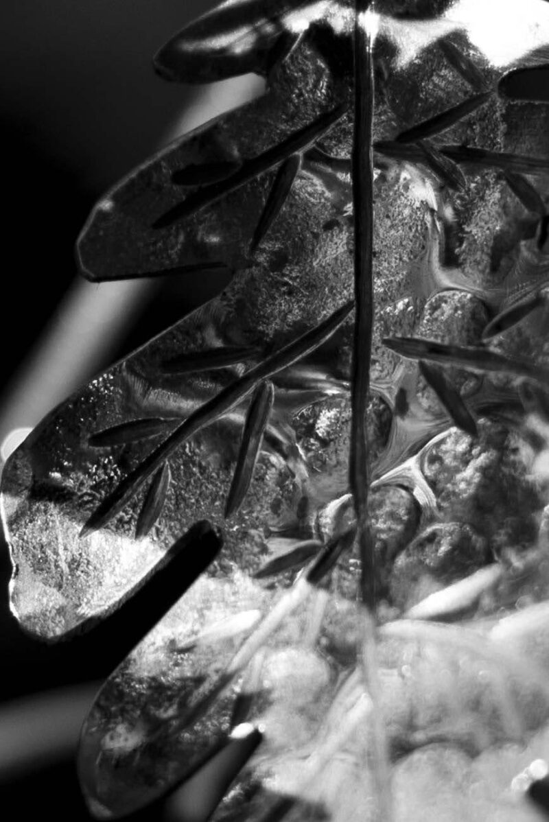 Oak Leaf Earrings "Bergek" – 925 Silver - Image 7